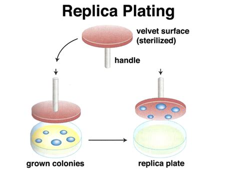 replica plate colonization